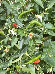 Fresh Demon Chilli. 40 Chilli’s. Uk Grown Freshly Picked. Very Hot! 🌶️ 🌶️🌶️ - Picture 1 of 2