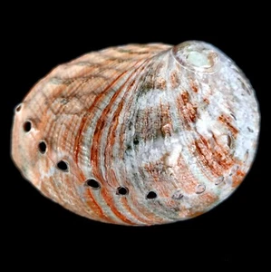Abalone Pink Haliotis Natural Polished seashell 7-9cm - Picture 1 of 8