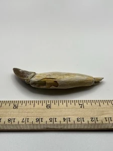 BASILOSAURUS TOOTH FOSSIL Late Eocene 40 Mi Yrs Old Artiodactyl 3.25” SC 203 - Picture 1 of 5