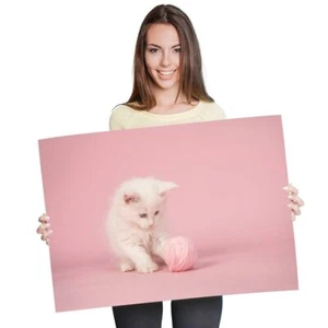 A1 - Main Coon Kätzchen Katze Baby rosa 60 x 90 cm 180 g/m² Druck #45652 - Bild 1 von 4