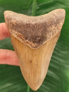 Dente Marrone del Megalodonte 10,4 cm - Dente di Squalo Fossile - Foto 1 di 6