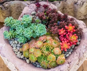 Sedum Mischung min. 300 Samen - Bild 1 von 1