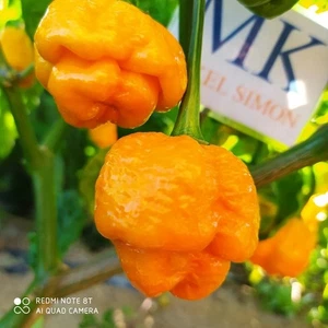 7 POD Primo Yellow,10 semillas,capsicum chinense (7) - Picture 1 of 1