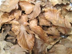 8L Natural Dried Beech Leaves | Bioactive Reptile Isopod Vivarium Litter - Picture 1 of 3
