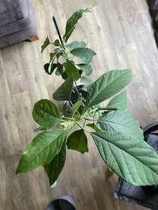 Avocado zimmer pflanze  fruhtbaum Junges  Trieb steckling 35 cm groß Grüne Blume - Bild 1 von 2