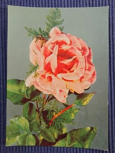 old Postcard Postcard AK Art map pink Roses Rosaceae 50s - Picture 1 of 2