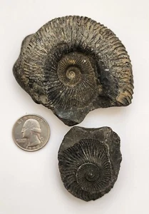 Ammonite snail fossil From the Himalayas, India two parts 2.82 OZ/ 80 gr. - Picture 1 of 10