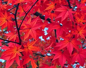 Autumn Leaves in lebendiger Palette 8x10 Druck - Bild 1 von 1