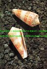 L276338 Rare Shells. Conus Thomae Gmelin. A Rare Species Of Cone Shell From Indo