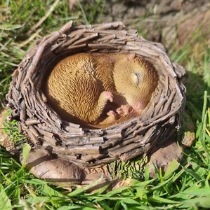 Vivid Arts Real Life Woodland Dormouse Asleep in Nest Resin Home or Garden Decor - Picture 1 of 7