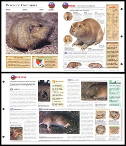 Ausklappbares Blatt - Taschen-Gophers - 293 - Bild 1 von 1