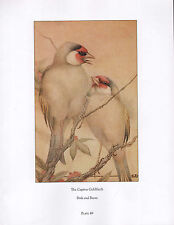 Schöne Vintage Vogel Aufdruck~Gefangene Distelfink~ Vögel & Beasts ~ Detmold