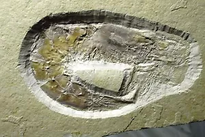 Schöne fossile Garnelen - Antrimpos sp - Solnhofen FM - Jura, Germany - Bild 1 von 5