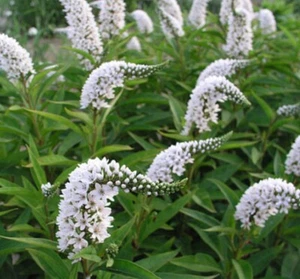 (25) Bare Root Gooseneck Loosestrife Perennial Live Garden Plant White Flower - Picture 1 of 12