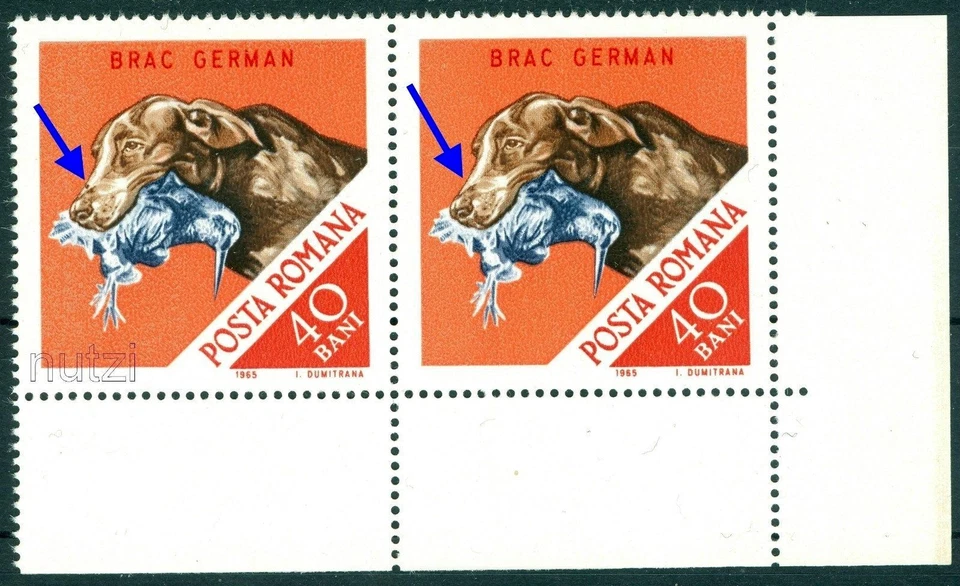 Perro de caza 1965, puntero alemán de pelo corto, perro de caza, Rumania, variedad MNH error Foto 1 de 1