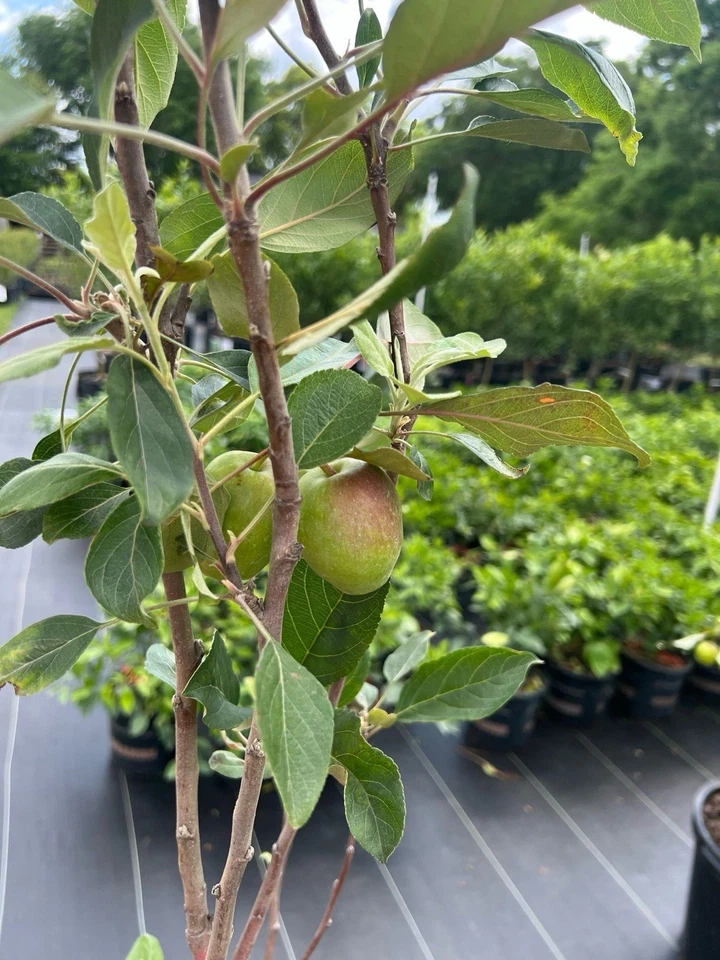 Apple Grafted Tree Organic - Image 1 of 2