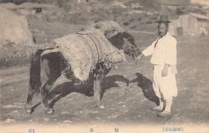 Korea - Freight Transportation - A Korean and his Pony - Picture 1 of 2