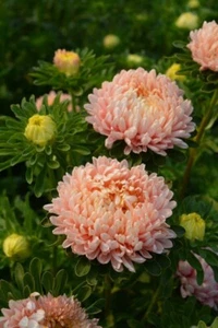 Aster seeds, about 120 Aster American Beauty seeds, heirloom organic seeds #439 - Picture 1 of 2