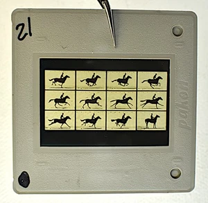 EADWEARD MUYBRIDGE ANIMAL LOCOMOTION FILM SLIDE REPLICA FROM 1887 - Picture 1 of 1