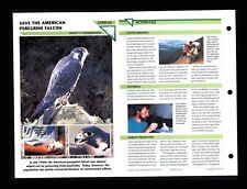 Save American Peregrine Falcon Wildlife Fact File Card Conservation Home School