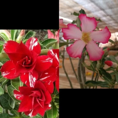 2 Rosa Del Desierto Adenium Obesum - Image 1 of 3
