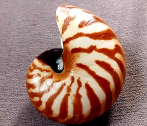Chamber nautilus pompillius 83 mm 3 inches UP very SMALL special DARK  pattern - Picture 1 of 8