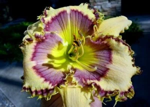 READY TO BITE Daylily Live Plant - Triple Edged Flower - FREE SHIPPING - Picture 1 of 1