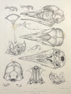 Casuario Enano Pájaro Calavera Huesos Impresión 1866 Antigua Ilustración Zoológica Foto 1 de 4