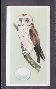 BARN OWL - 60 + year old English Trade Card # 24 - Picture 1 of 2