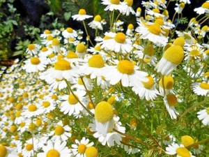 2001+Common German CHAMOMILE Flower Seeds Organic Herb Tea Garden Container Easy - Picture 1 of 12