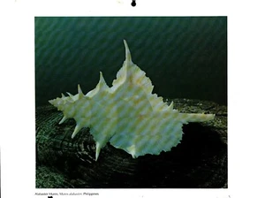 Alabaster Murex, Muscheldruck 1980 - Bild 1 von 1