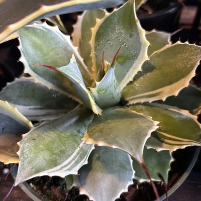 Agave variegated Parryi Truncata Orizaba Rare Cactus-plants- Agaves 6 in pot - Image 1 of 4