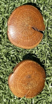 Gemelos de madera vintage sección transversal de árbol natural herrajes de latón Foto 1 de 2