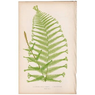 Helechos exóticos antiguos Lowe 1872 impresión botánica 30 dama bazo Foto 1 de 3