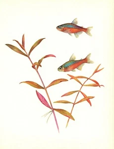 Arte vintage de peces de acuario tropicales cardenal Tetra arte de peces de acuario 3391-70 - Imagen 1 de 1