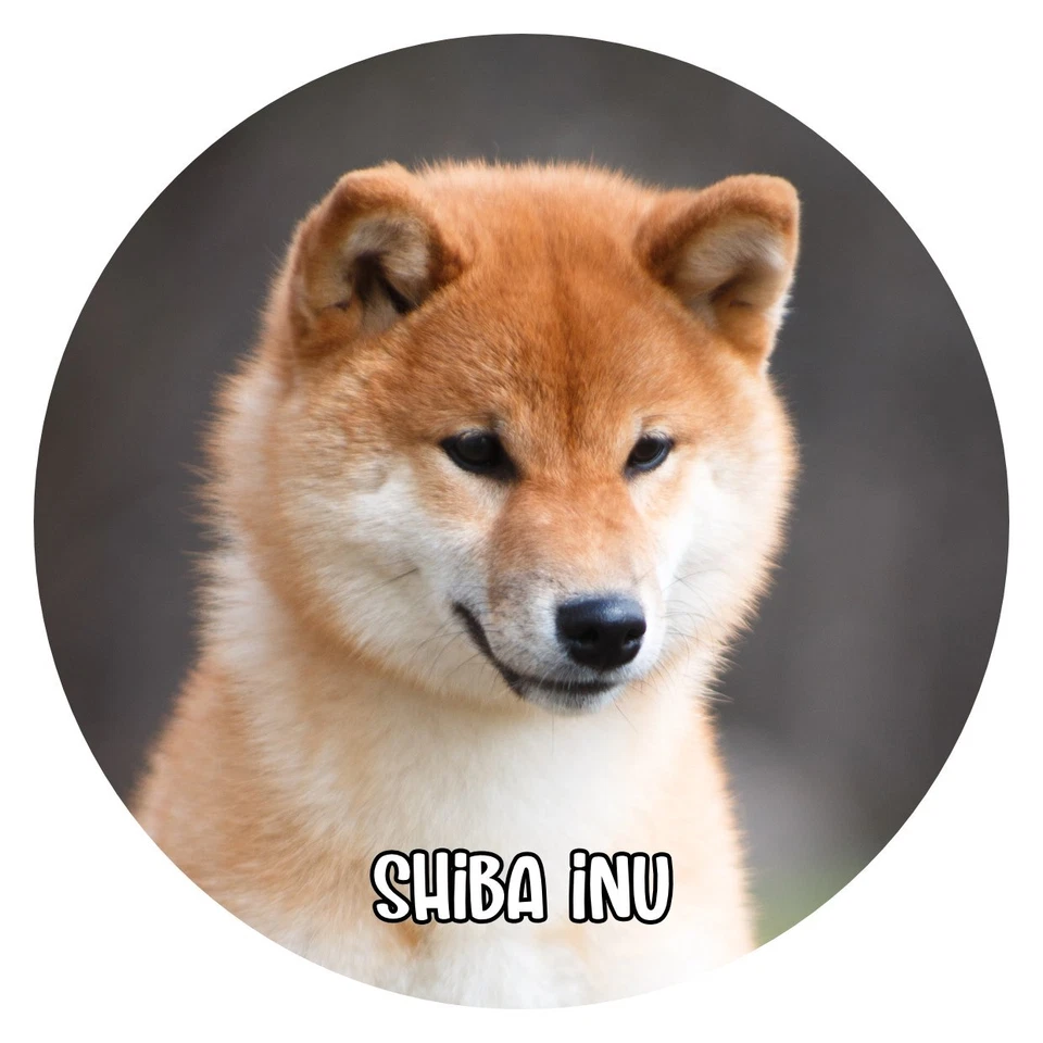 Hunde Aufkleber Sticker rund 10 cm Konturgeschnitten Hunde: Shiba Inu 01 - Bild 1 von 1