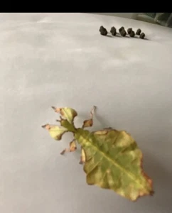 insetto foglia - leaf insect - Photo 1/1