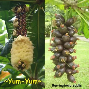 ~YUM YUM~ Barringtonia edulis Cut Nut, Rare Borneo Flowering Fruit Tree 2ft - Picture 1 of 8