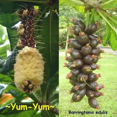 ~YUM YUM~ Barringtonia edulis Cut Nut, Rare Borneo Flowering Fruit Tree 2ft - Image 1 of 4