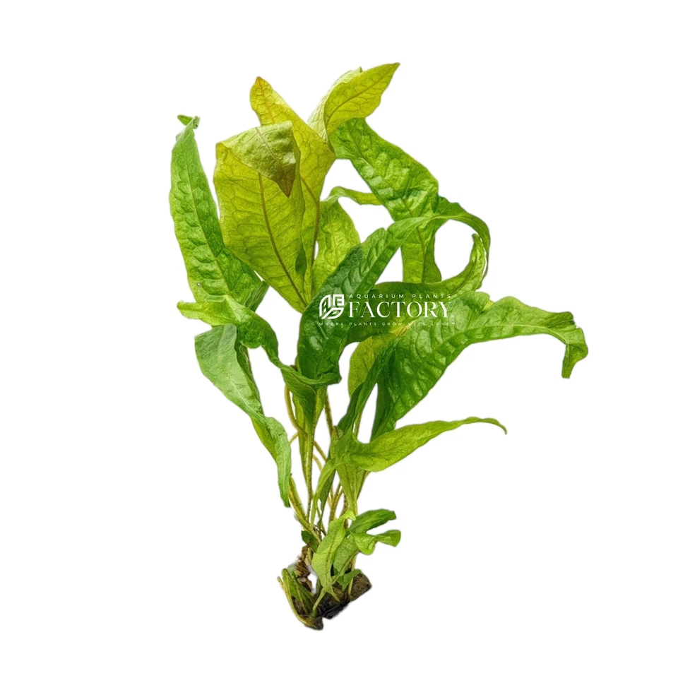 Java Fern Gold Sparkle | Aquarium Plants Factory® - Image 1 of 1
