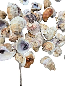 100 Oyster Shells , Cleaned 2”-4+”, Great for crafts - Picture 1 of 7