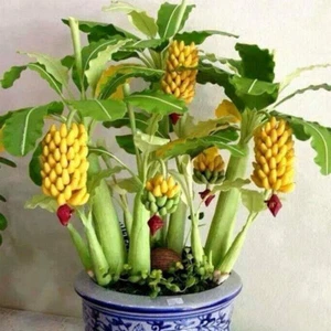 100pcs Dwarf Banana Tree Seeds Bonsai Plant Exotic Rare Fruits Garden Planting - Picture 1 of 7