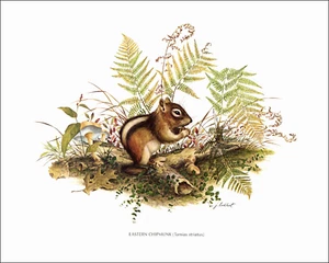 Quadro Felce Foresta Chipmunk Orientale 1979 Stampa Vintage Immagine di James Lockhart - Foto 1 di 3