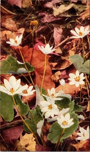 Postal de flores de raíz de sangre - Imagen 1 de 2