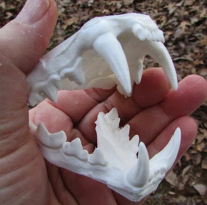 Réplica de plástico de taxidermia fundida dientes de lince canadiense - Imagen 1 de 5