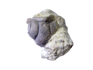 Ordovician trilobite fossil Bromide Formation Oklahoma Amphilichas lichid more - Picture 1 of 6