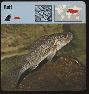 Ruff Safari Karten Rencontre Fisch - Bild 1 von 1