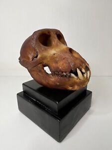 Crâne trophée de chasse Dayak Borneo salle de vente