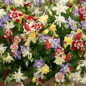 Columbine MCKANA GIANT Mix Perennial Hummingbirds Butterflies Non-GMO 500 Seeds - Picture 1 of 11