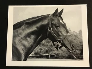 NASRULLAH  photo Horse Racing CHAMPION SIRE  BOLD RULER  SECRETARIAT - Picture 1 of 2